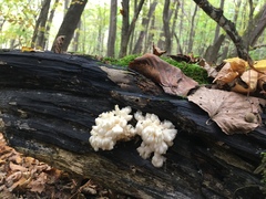 Hericium americanum