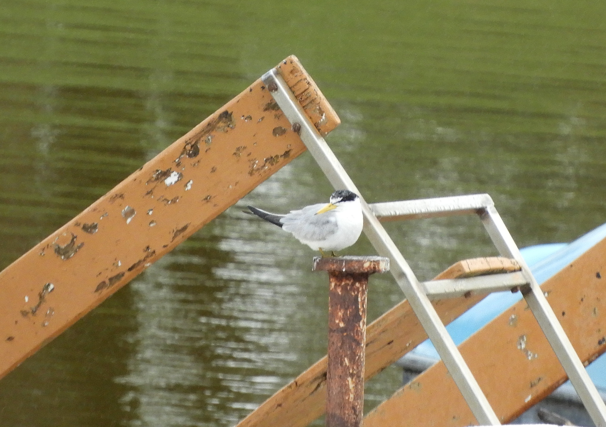 Yellow-billed Tern (Sternula superciliaris), photo 9