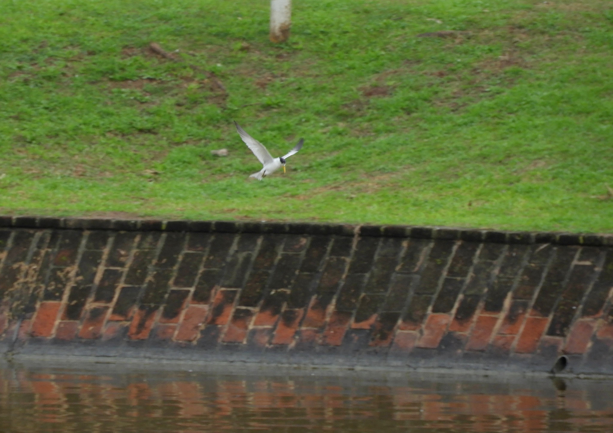 Yellow-billed Tern (Sternula superciliaris), photo 10