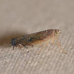 Scaphoideus titanus