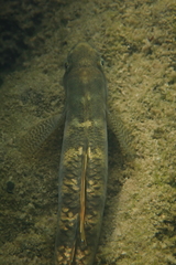 Stiphodon multisquamus