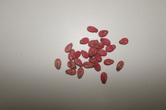 Citrullus lanatus lanatus