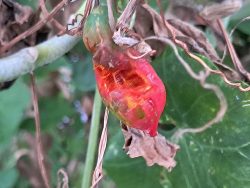 Ivy gourd