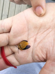 Poecilocoris druraei