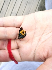 Poecilocoris druraei