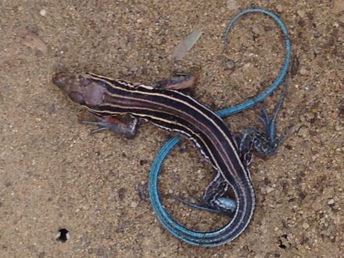 Orange-throated Whiptail
