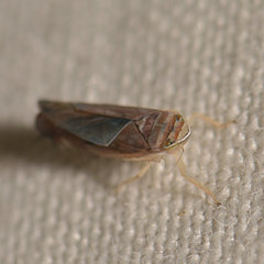 Scaphoideus titanus