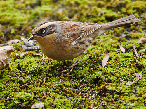 Siberian Accentor, photo 7 of 10