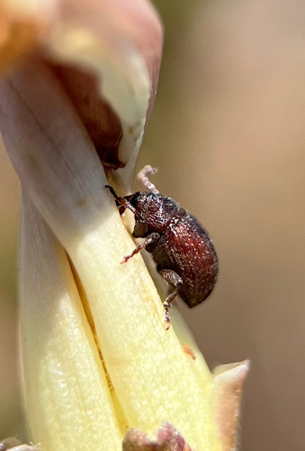 Rhyssomatus pubescens