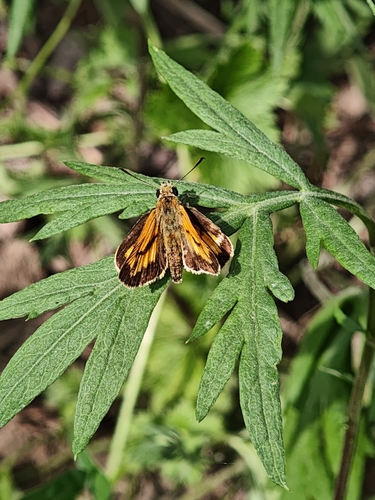 Ochracea Skipper