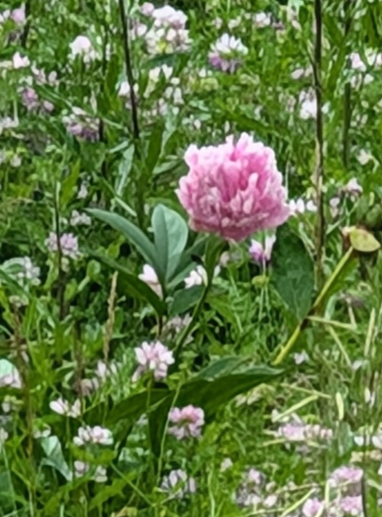 Paeonia lactiflora 'Bowl of Beauty'