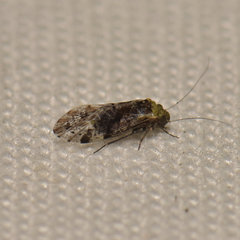 Trichadenotecnum alexanderae