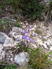 Campanula cespitosa