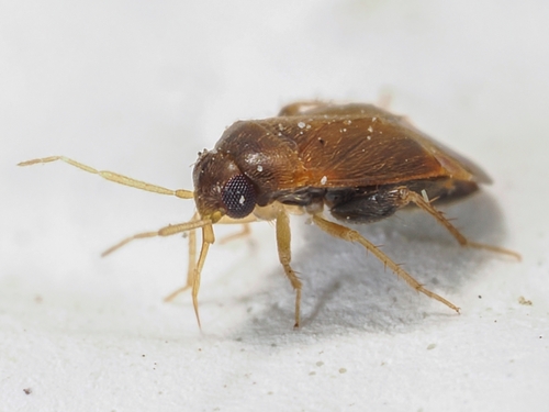 Decomioides, 2025-06-17