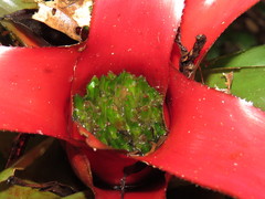 Neoregelia