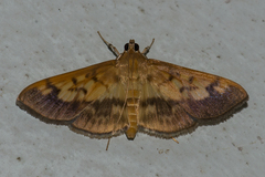 Syllepte sellalis