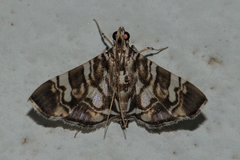 Chabula acamasalis