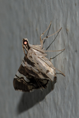 Chabula acamasalis