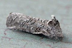 Scythrophanes stenoptera