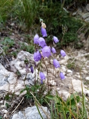 Campanula cespitosa