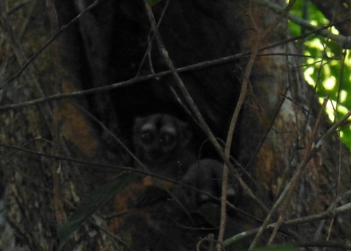 Spix's Night Monkey (Aotus vociferans)