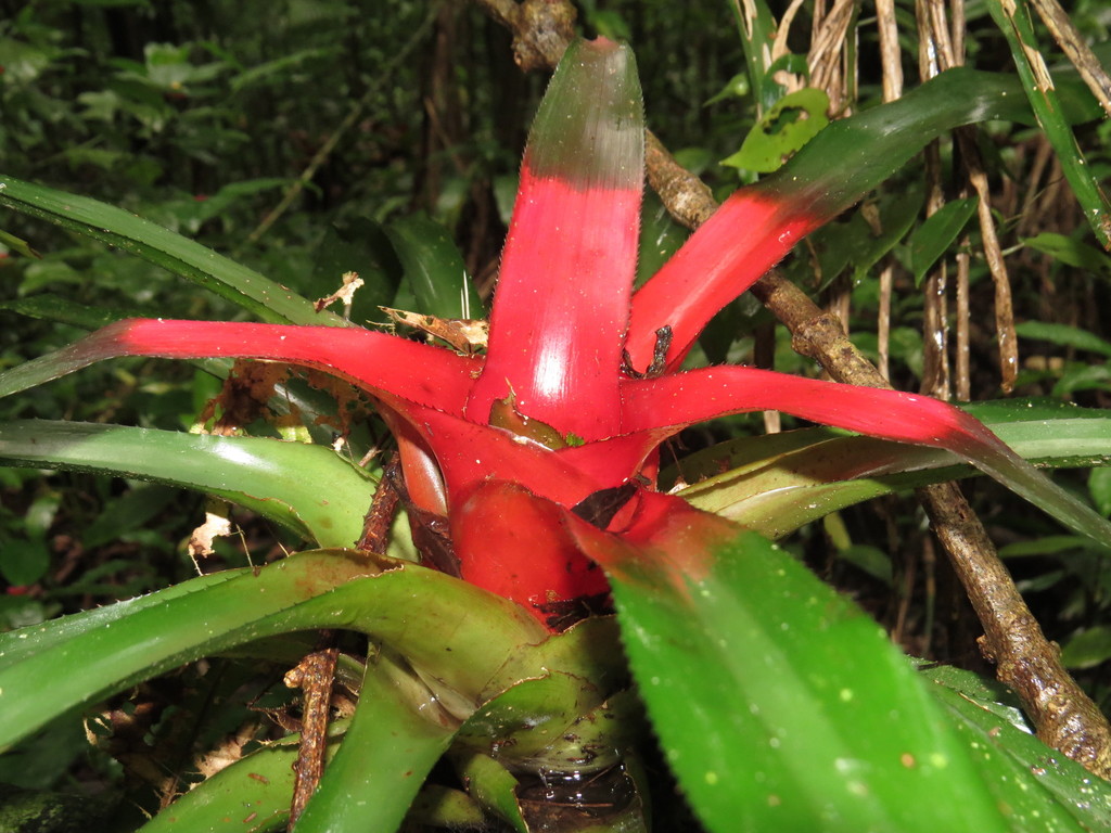 Neoregelia sanguinea