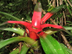 Neoregelia