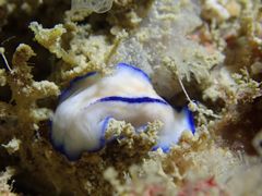 Pseudoceros concinnus