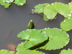 Nymphaea rudgeana