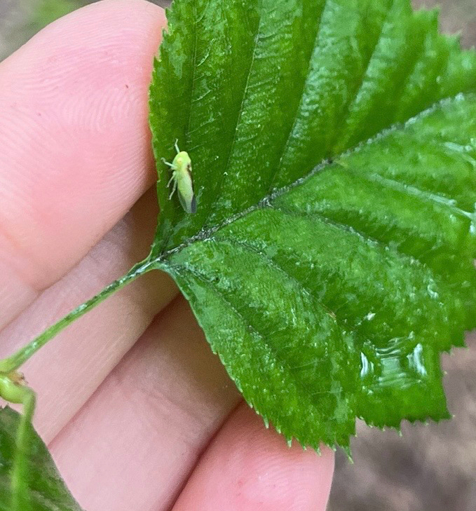 Populicerus suturalis