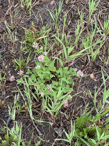 Alsike clover