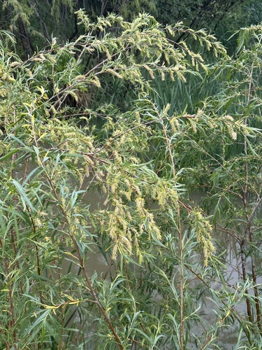 interior sandbar willow