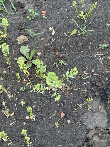 field penny-cress