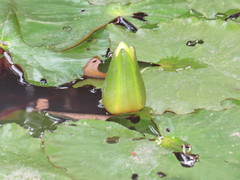 Nymphaea rudgeana