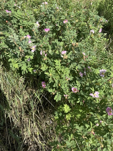 Woods' rose