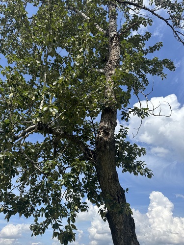balsam poplar