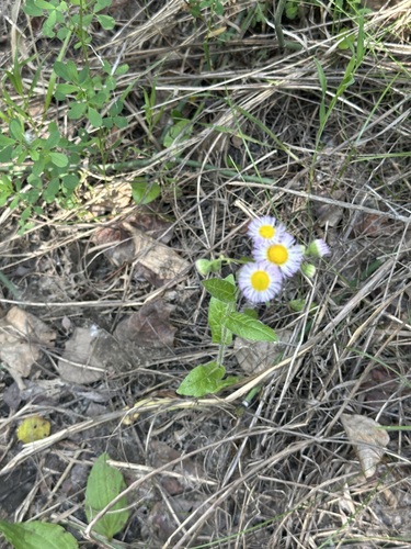 Philadelphia fleabane