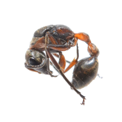 阿氏伪切叶蚁Pseudomyrmex alvarengai