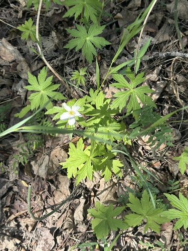 Canada anemone