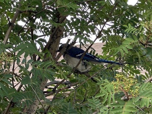 Blue Jay