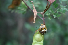 Chinavia marginata