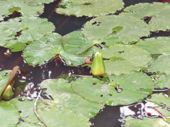 Nymphaea rudgeana