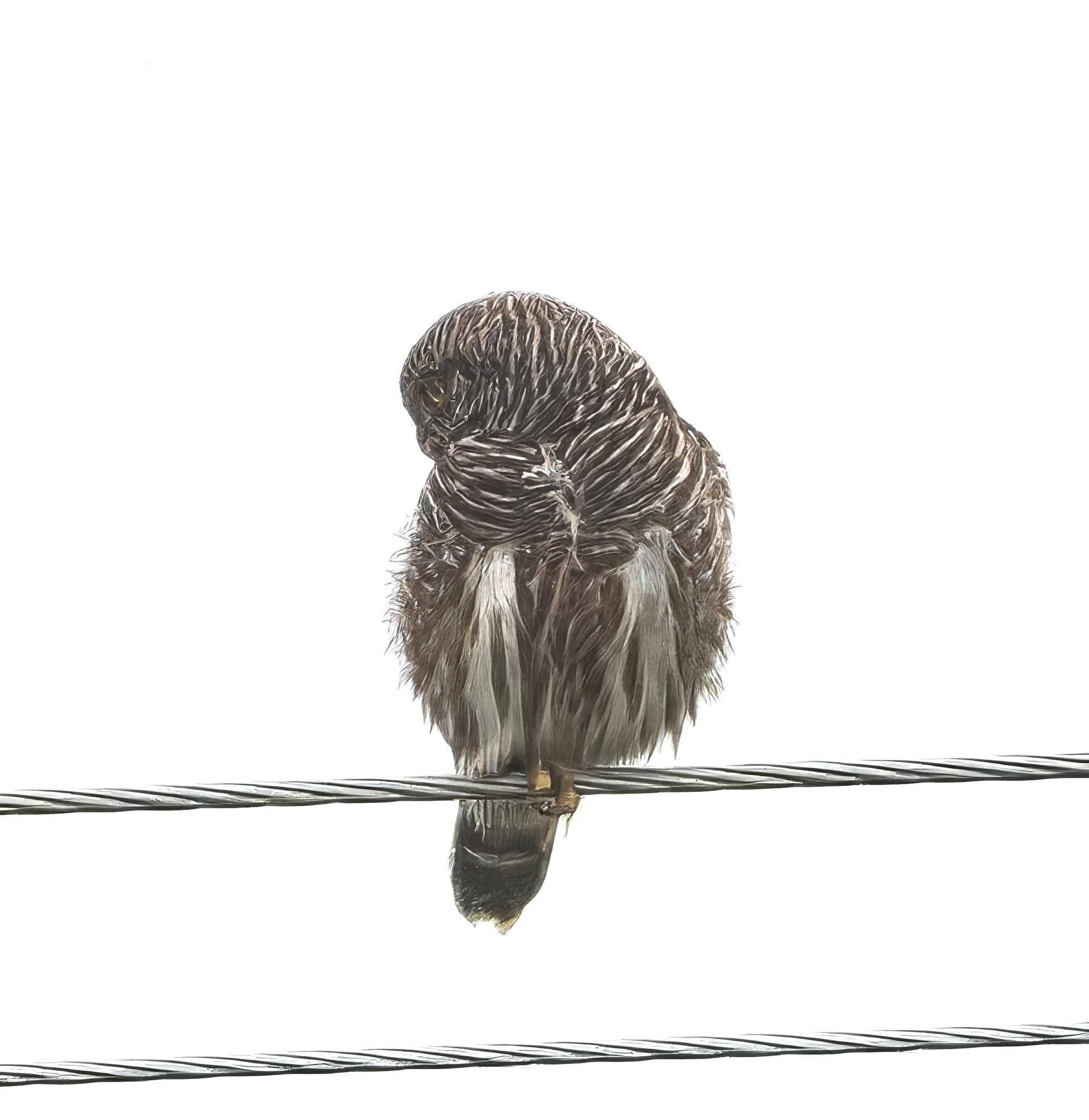 Asian Barred Owlet