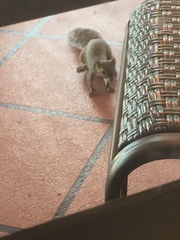 Sciurus carolinensis