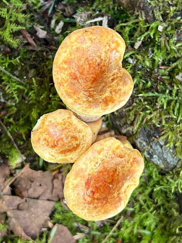 Scaly Chanterelle