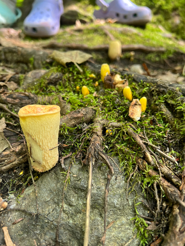 Scaly Chanterelle