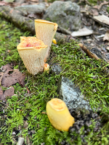 Scaly Chanterelle