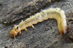 Dendroides canadensis