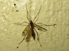 Ptychoptera albimana