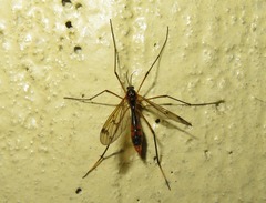 Ptychoptera albimana